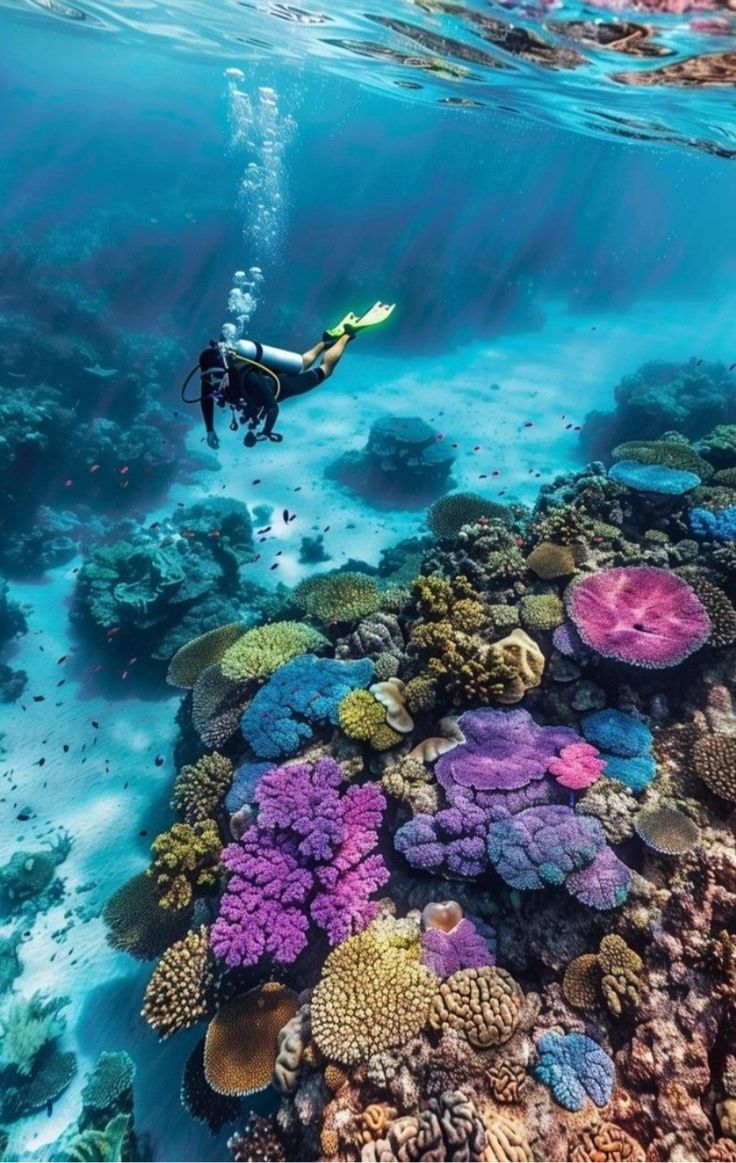 Red Sea Diving Jeddah – Essential Dive Experience