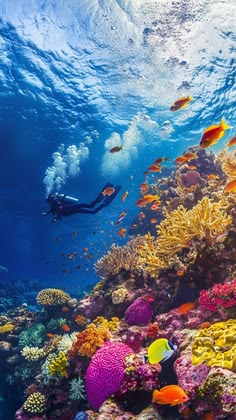 Red Sea Diving Jeddah – Exclusive Ocean Escape